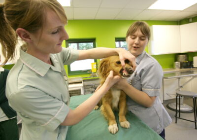 Royal Veterinary College – University of London